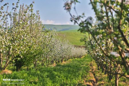  اخبارگوناگون,خبرهای گوناگون ,دشت مغان