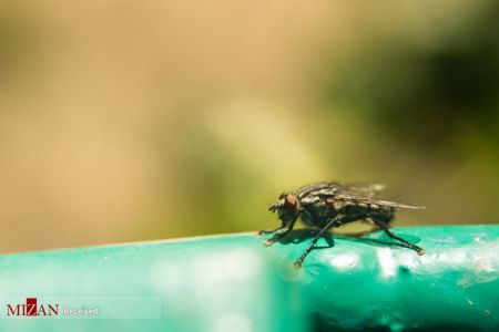 اخبار,اخبار گوناگون,کشندهترین موجودات جهان اخبار,اخبار گوناگون,کشندهترین موجودات جهان