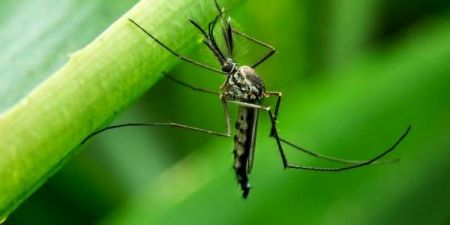 اخبار,اخبار علمی,تبدیل پشه‌های ماده به پشه‌های نر