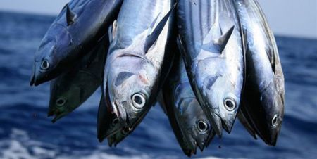 اخبار,اخبار علمی,اکوسیستمهای دریایی اخبار,اخبار علمی,اکوسیستمهای دریایی