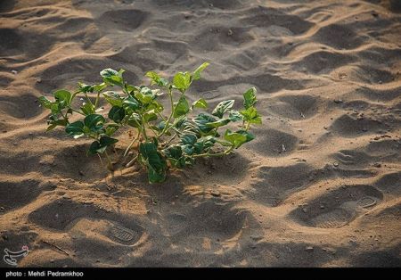  اخبار اجتماعی ,خبرهای اجتماعی,کاشت صیفی جات