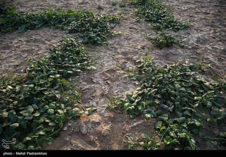 اخباراجتماعی ,خبرهای اجتماعی ,کاشت صیفی جات اخبار اجتماعی ,خبرهای اجتماعی,کاشت صیفی جات
