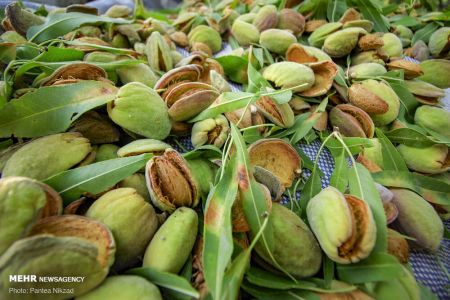اخبارگوناگون,خبرهای گوناگون ,بادام تکانی اخبارگوناگون,خبرهای گوناگون ,بادام تکانی
