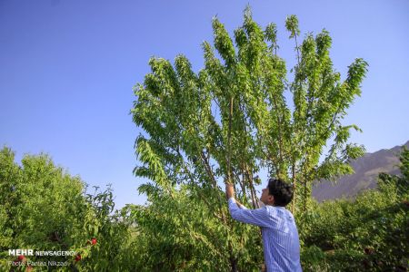  اخبارگوناگون,خبرهای گوناگون ,بادام تکانی