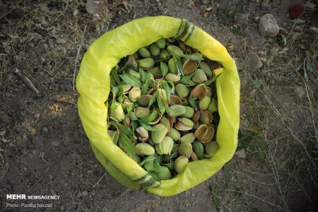  اخبارگوناگون,خبرهای گوناگون ,بادام تکانی