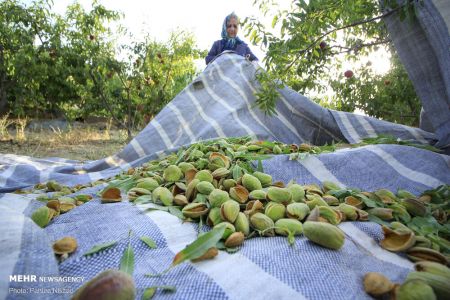  اخبارگوناگون,خبرهای گوناگون ,بادام تکانی