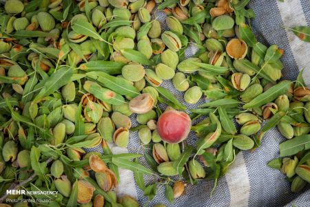 اخبارگوناگون,خبرهای گوناگون ,بادام تکانی اخبارگوناگون,خبرهای گوناگون ,بادام تکانی