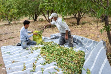  اخبارگوناگون,خبرهای گوناگون ,بادام تکانی