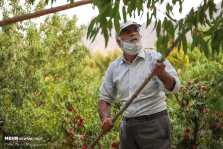  اخبارگوناگون,خبرهای گوناگون ,بادام تکانی