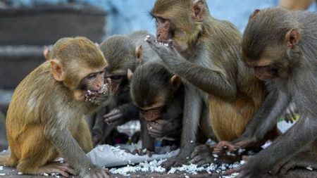 اخبار,اخبار گوناگون,تصویب قانون اساسی برای میمون‌های سوئیسی