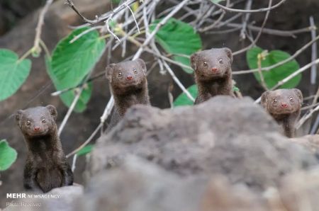 اخبار,اخبار گوناگون,برگزیدگان مسابقه عکاسی کمدی حیات وحش ۲۰۲۰ اخبار,اخبار گوناگون,برگزیدگان مسابقه عکاسی کمدی حیات وحش ۲۰۲۰