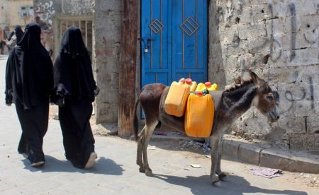 اخبار,اخبار گوناگون,استفاده مردم یمن از الاغ اخبار,اخبار گوناگون,استفاده مردم یمن از الاغ