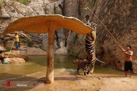 اخبار,اخبار گوناگون,خانه ببر‌ها در تایلند