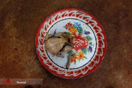 اخبار,اخبار گوناگون,خانه ببرها در تایلند اخبار,اخبار گوناگون,خانه ببرها در تایلند