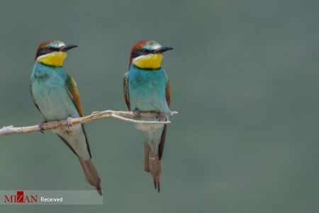 اخبار,اخبار گوناگون,دنیای رنگارنگ پرندگان اخبار,اخبار گوناگون,دنیای رنگارنگ پرندگان