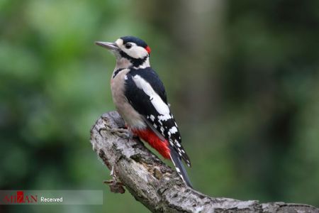 اخبار,اخبار گوناگون,دنیای رنگارنگ پرندگان