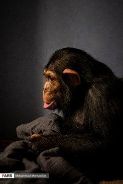 اخباراجتماعی ,خبرهای اجتماعی ,شامپانزه و دامپزشک اخبار اجتماعی ,خبرهای اجتماعی,شامپانزه و دامپزشک
