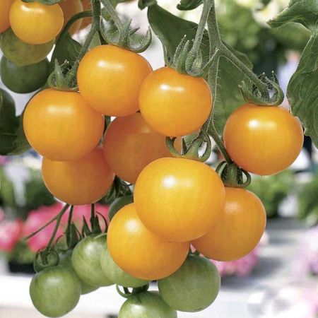 اخبارگوناگون,خبرهای گوناگون,گوجهفرنگی اخبارگوناگون,خبرهای گوناگون ,گوجهفرنگی