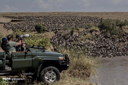 اخبارگوناگون,خبرهای گوناگون , مهاجرت بزرگ دسته جمعی حیوانات اخبارگوناگون,خبرهای گوناگون , مهاجرت بزرگ دسته جمعی حیوانات