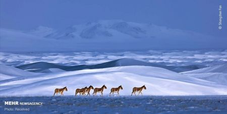 اخبارگوناگون,خبرهای گوناگون , عکسهای حیات وحش اخبارگوناگون,خبرهای گوناگون , عکسهای حیات وحش