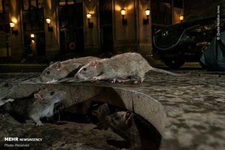 اخبارگوناگون,خبرهای گوناگون , عکسهای حیات وحش اخبارگوناگون,خبرهای گوناگون , عکسهای حیات وحش