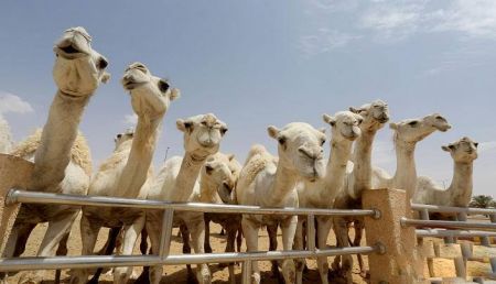 اخبارگوناگون,خبرهای گوناگون ,بیمارستان فوقپیشرفته شترها اخبارگوناگون,خبرهای گوناگون ,بیمارستان فوقپیشرفته شترها