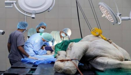 اخبارگوناگون,خبرهای گوناگون ,بیمارستان فوقپیشرفته شترها اخبارگوناگون,خبرهای گوناگون ,بیمارستان فوقپیشرفته شترها