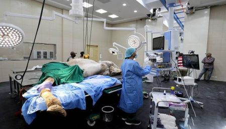 اخبارگوناگون,خبرهای گوناگون ,بیمارستان فوقپیشرفته شترها اخبارگوناگون,خبرهای گوناگون ,بیمارستان فوقپیشرفته شترها