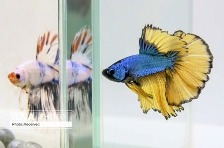 اخبارگوناگون,خبرهای گوناگون ,نمایشگاه آبزیان اخبارگوناگون,خبرهای گوناگون ,نمایشگاه آبزیان
