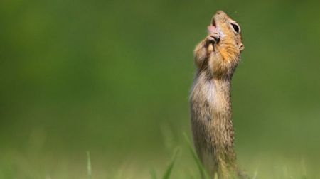 اخبارگوناگون,خبرهای گوناگون ,عکاسی از حیوانات اخبارگوناگون,خبرهای گوناگون ,عکاسی از حیوانات