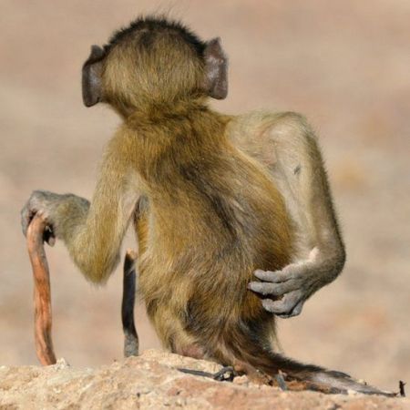 اخبارگوناگون,خبرهای گوناگون ,عکاسی از حیوانات اخبارگوناگون,خبرهای گوناگون ,عکاسی از حیوانات
