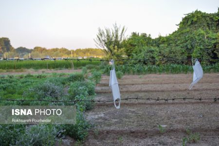 اخباراجتماعی ,خبرهای اجتماعی ,پارک جنگلی ناژوان اخبار اجتماعی ,خبرهای اجتماعی, پارک جنگلی ناژوان