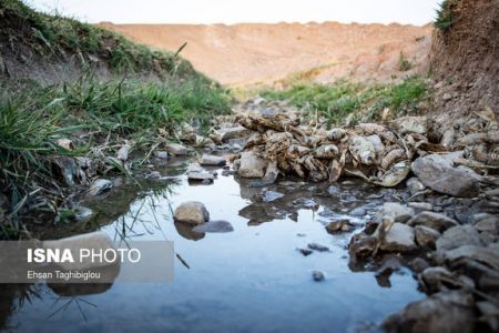  اخبار اجتماعی ,خبرهای اجتماعی,مرگ ماهی‌ها 