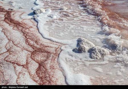اخبارگوناگون,خبرهای گوناگون , آرتمیا اورمیانا اخبارگوناگون,خبرهای گوناگون , آرتمیا اورمیانا
