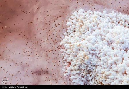 اخبارگوناگون,خبرهای گوناگون , آرتمیا اورمیانا اخبارگوناگون,خبرهای گوناگون , آرتمیا اورمیانا
