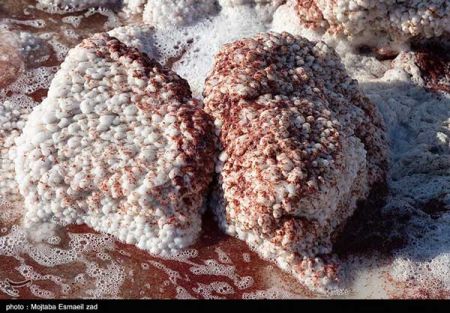 اخبارگوناگون,خبرهای گوناگون , آرتمیا اورمیانا اخبارگوناگون,خبرهای گوناگون , آرتمیا اورمیانا
