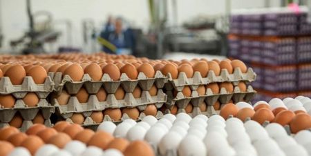 اخبار,اخبار اقتصادی,قیمت تخم مرغ در ایران اخبار,اخبار اقتصادی,قیمت تخم مرغ در ایران