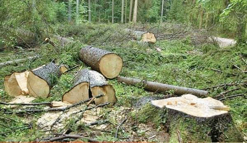 اخبار,اخبار اجتماعی,تخریبن جنگل ها و منابع طبیعی ایران اخبار,اخبار اجتماعی,تخریبن جنگل ها و منابع طبیعی ایران