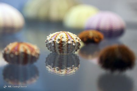 عکس خبری,موزه صدف در اصفهان عکس خبری,موزه صدف در اصفهان