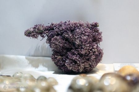 عکس خبری,موزه صدف در اصفهان عکس خبری,موزه صدف در اصفهان
