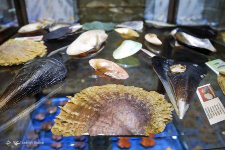 عکس خبری,موزه صدف در اصفهان عکس خبری,موزه صدف در اصفهان