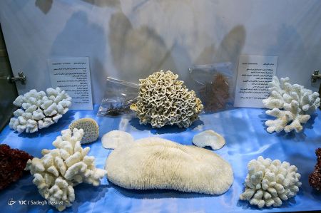 عکس خبری,موزه صدف در اصفهان عکس خبری,موزه صدف در اصفهان