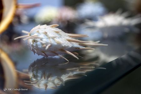 عکس خبری,موزه صدف در اصفهان عکس خبری,موزه صدف در اصفهان