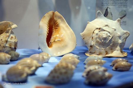 عکس خبری,موزه صدف در اصفهان عکس خبری,موزه صدف در اصفهان
