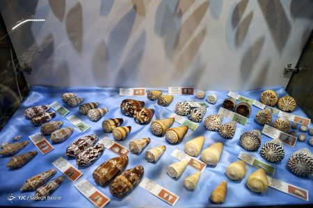 عکس خبری,موزه صدف در اصفهان عکس خبری,موزه صدف در اصفهان