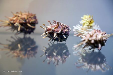 عکس خبری,موزه صدف در اصفهان عکس خبری,موزه صدف در اصفهان