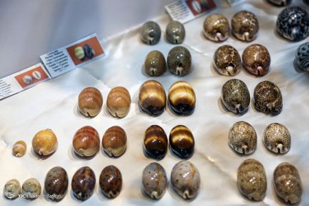 عکس خبری,موزه صدف در اصفهان عکس خبری,موزه صدف در اصفهان