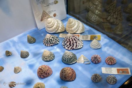 عکس خبری,موزه صدف در اصفهان عکس خبری,موزه صدف در اصفهان