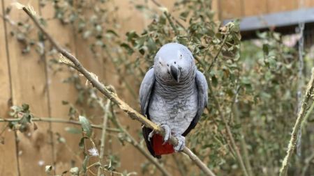 اخبار,اخبار گوناگون,اخراج ۵ طوطی بدزبان از باغوحشی در انگلستان اخبار,اخبار گوناگون,اخراج ۵ طوطی بدزبان از باغوحشی در انگلستان