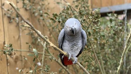 اخبار,اخبار گوناگون,اخراج ۵ طوطی بدزبان از باغ‌وحشی در انگلستان